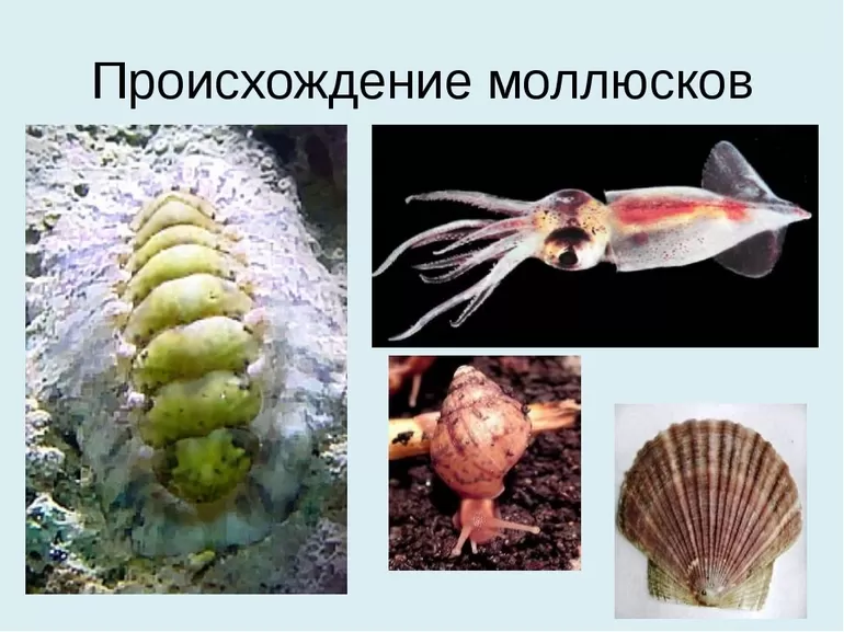 Класс брюхоногие