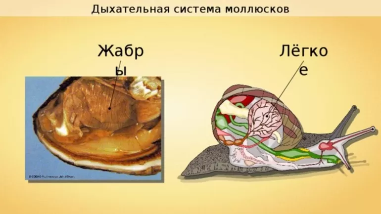 Класс брюхоногие Способы дыхания