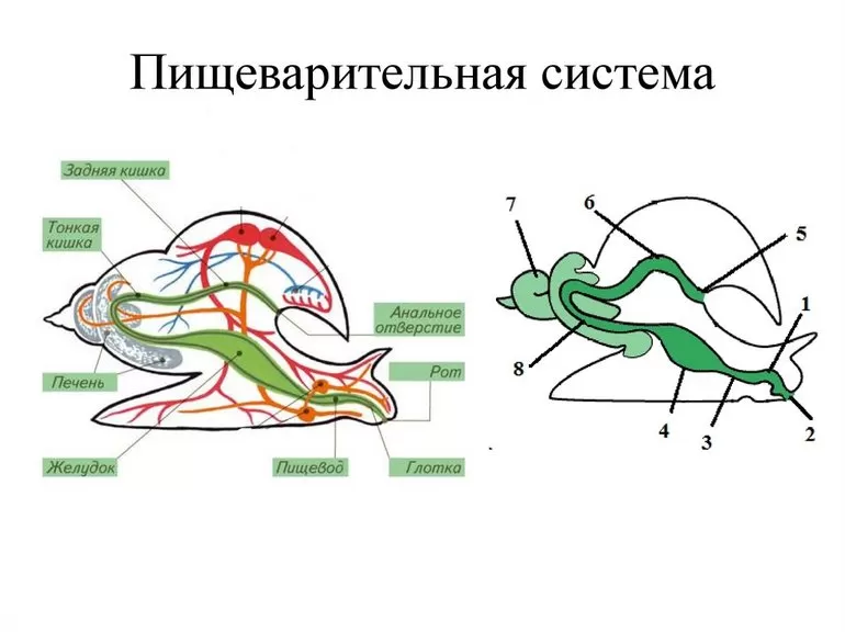 Класс брюхоногие пищеварительная система