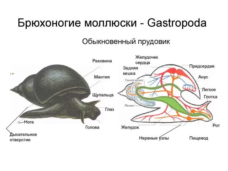 Строение брюхоногих моллюсков