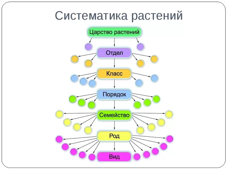 Что такое систематика