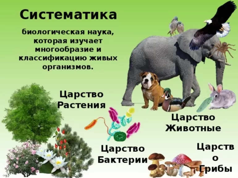 Задания таксономии