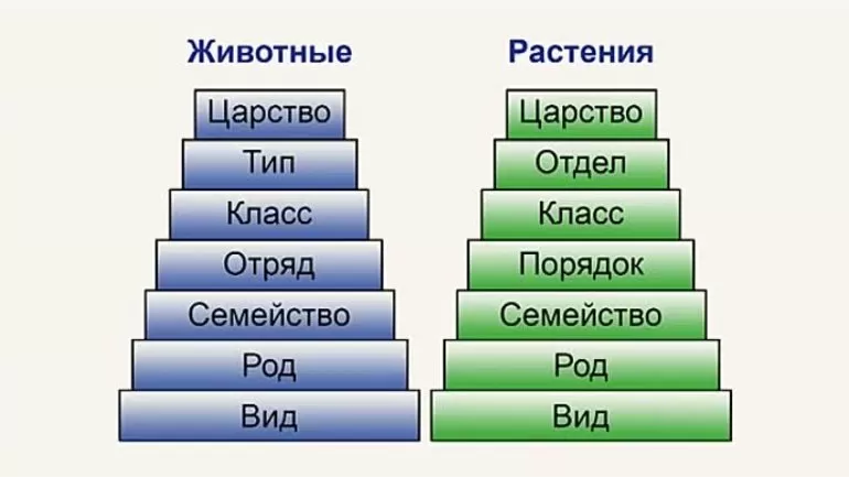 Основные направления систематики в биологии