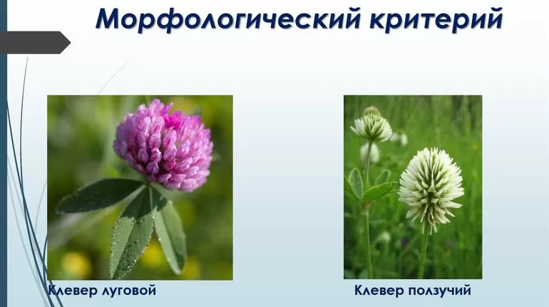 Систематика в биологии: основы классификации растений и животных