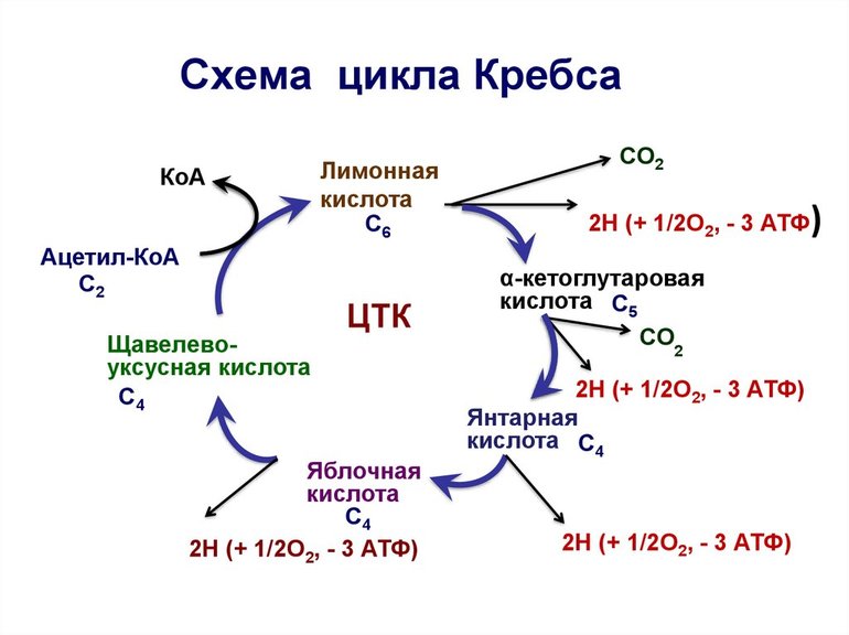 Значение цикла Кребса в реакциях обмена веществ и клеточного дыхания 