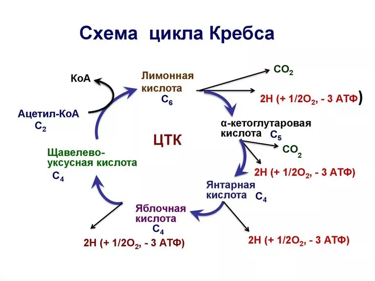 Какие витамины цикла кребса thumbnail