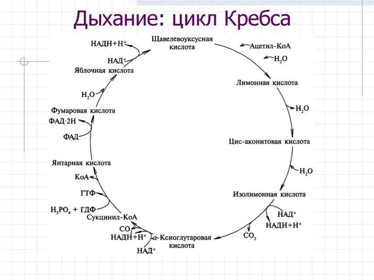 Цикла Кребса в реакциях обмена веществ и клеточного дыхания 