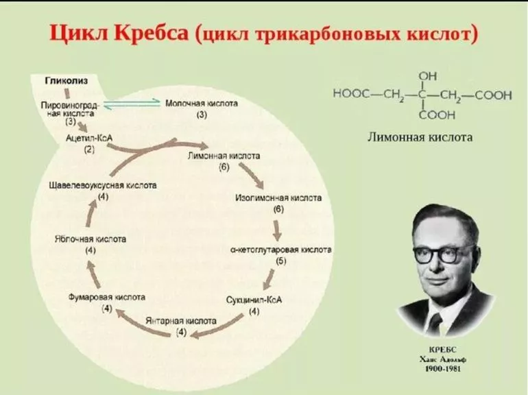 Что такое цикл Кребса