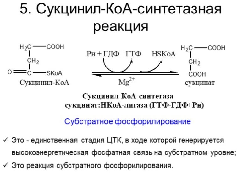 Биохимия всех стадий цикла трикарбоновых кислот.