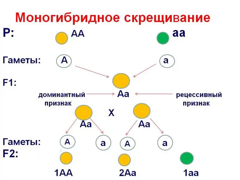 Схема моногибридного скрещивания