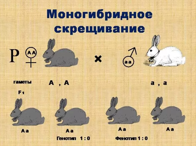 Первый и второй законы менделя