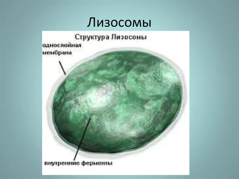 Особенности строения и образования лизосом, ферменты вида