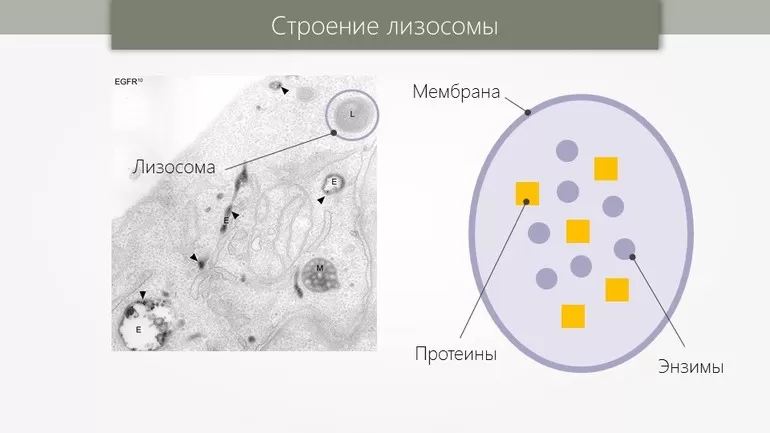 Лизосома в клетке картинка