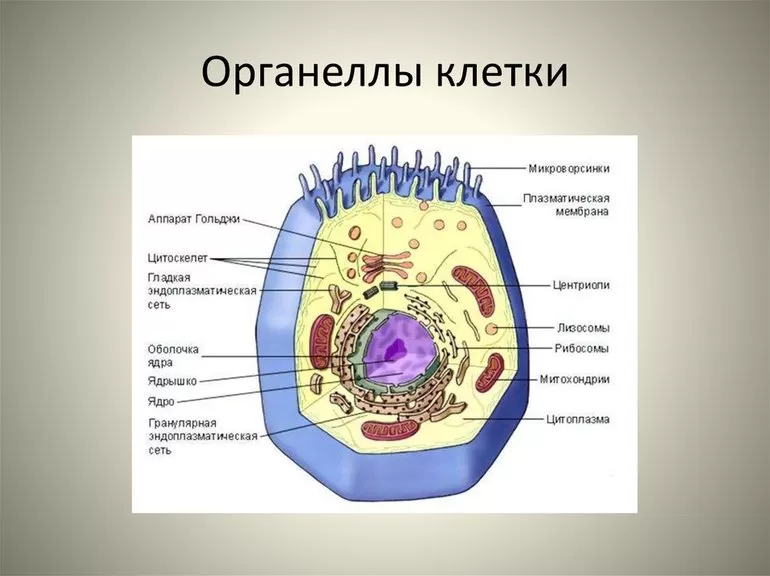 Функциональные механизмы органелл