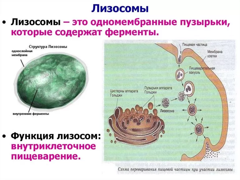 Лизосомы: строение и функции органелл