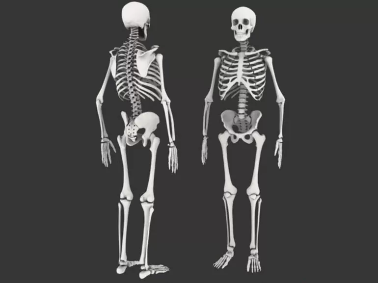Осевой скелет человека 