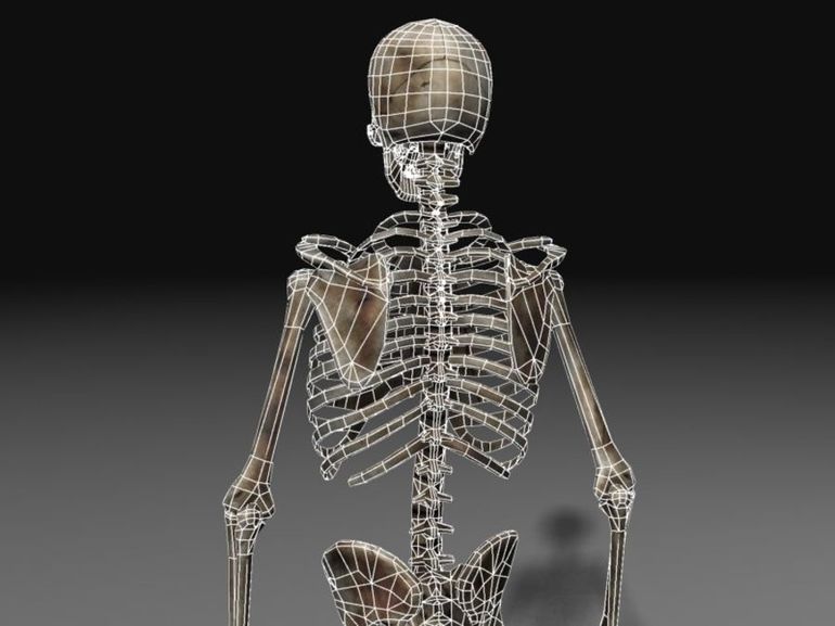 Строение осевого скелета человека 