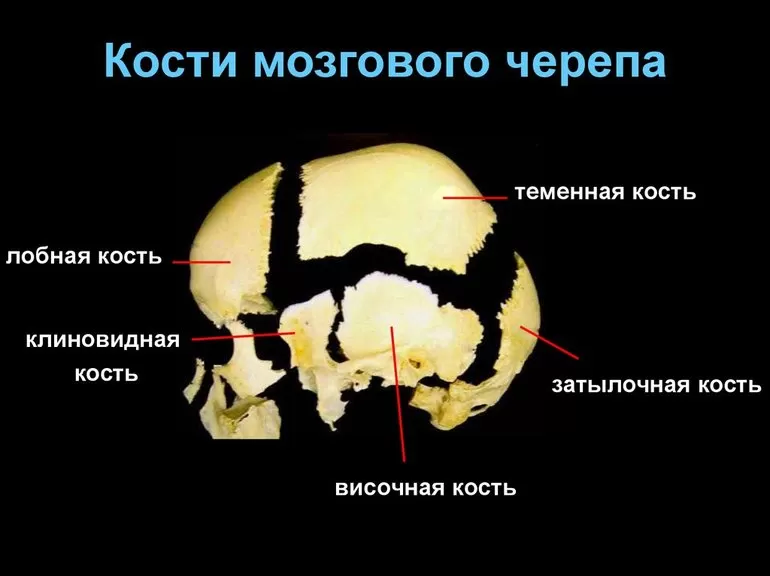 Череп лицевая часть