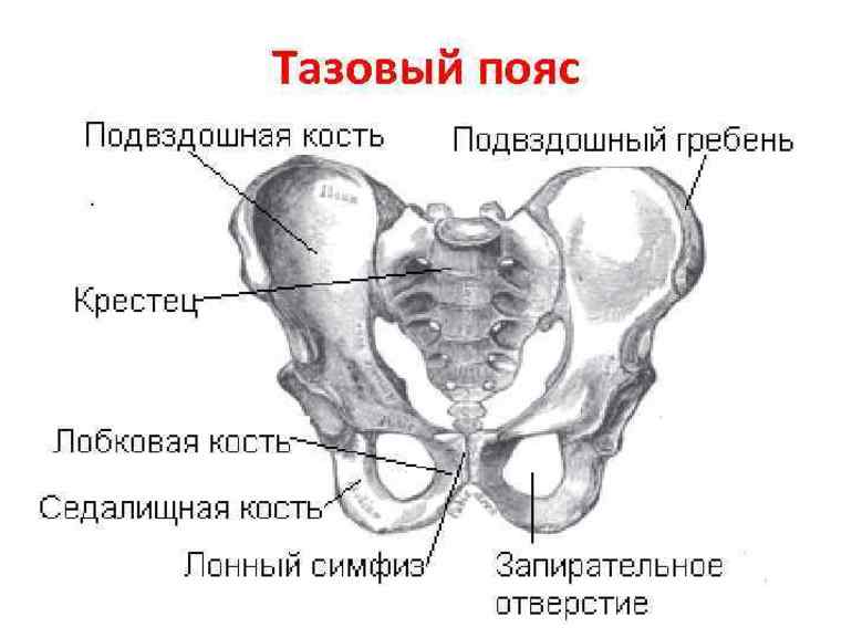 Суставы осевого скелета