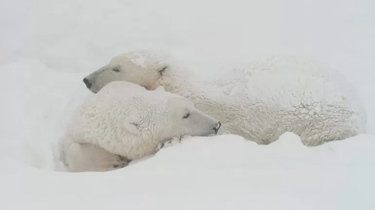 Брачный период белого медведя
