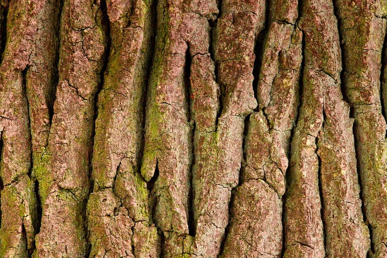 Кора дерева 