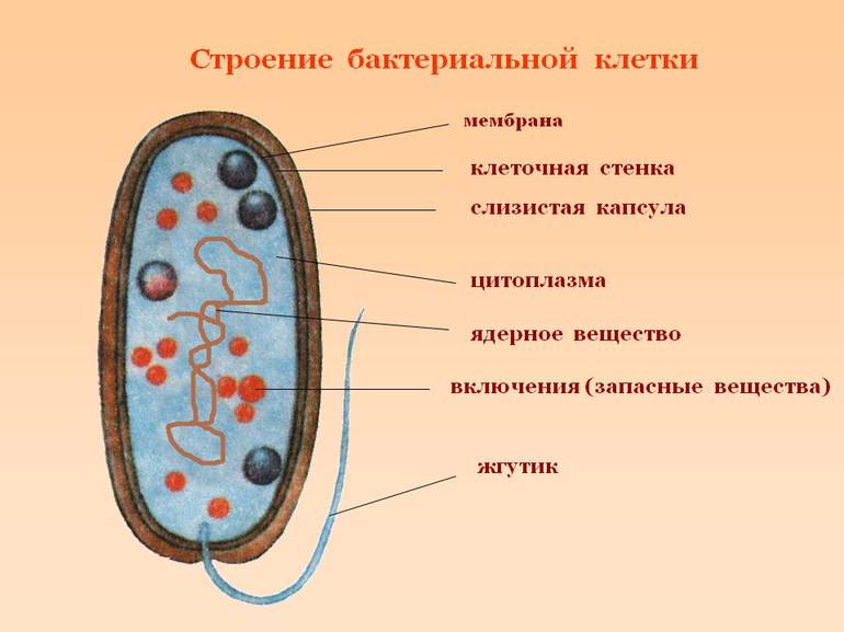 Бактериальная клетка и другие внешние образования