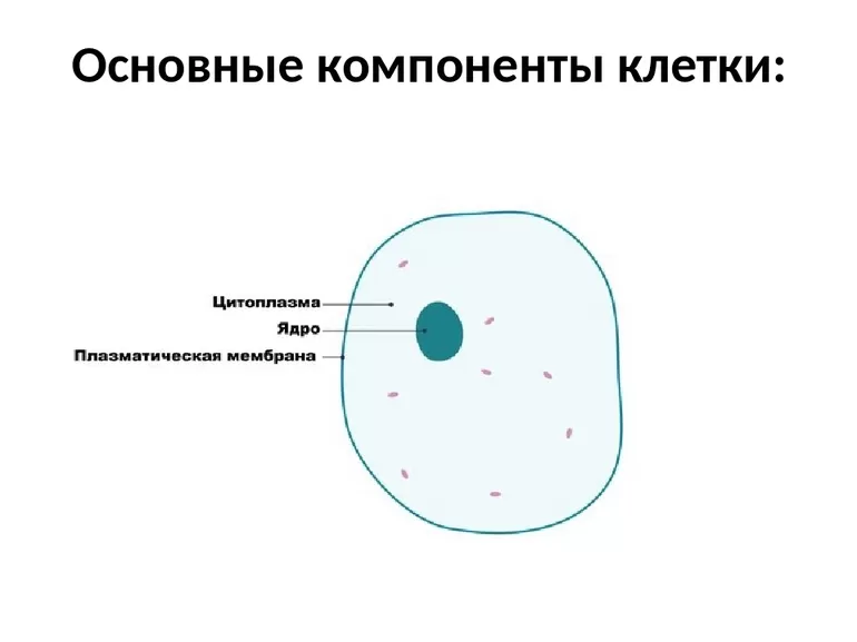 Свойства клеток