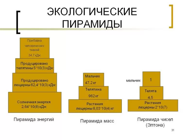 Что такое экологическая пирамида