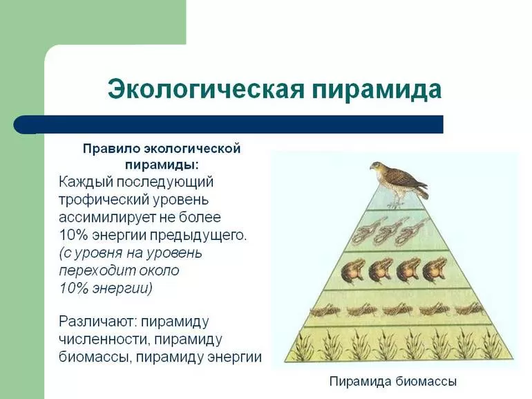 Кем была введено понятие