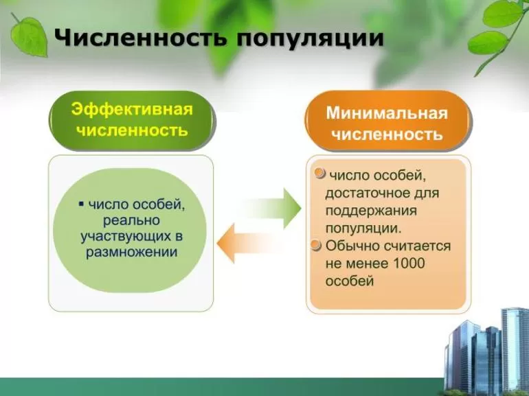Какие существуют виды экологических пирамид