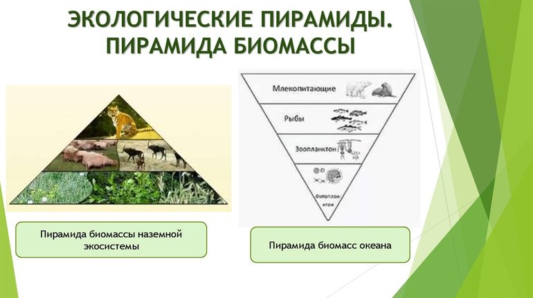 Экологическая пирамида, понятие