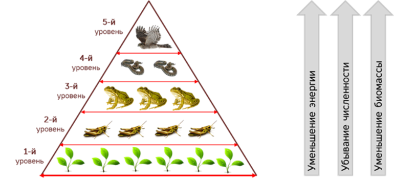  важные аспекты экологической пирамиды