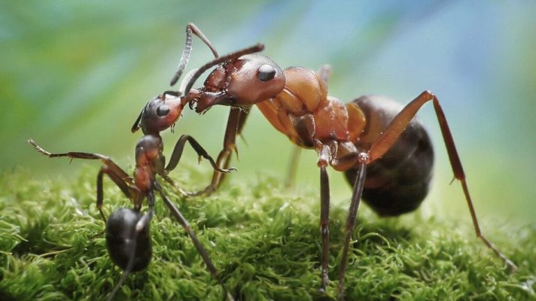 Интересные факты из жизни муравьёв