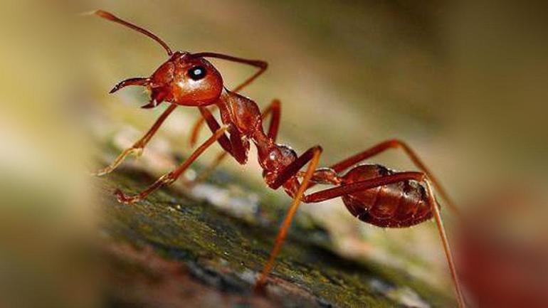 Образ жизни муравьев