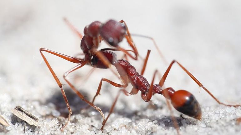 Чем полезны муравьи