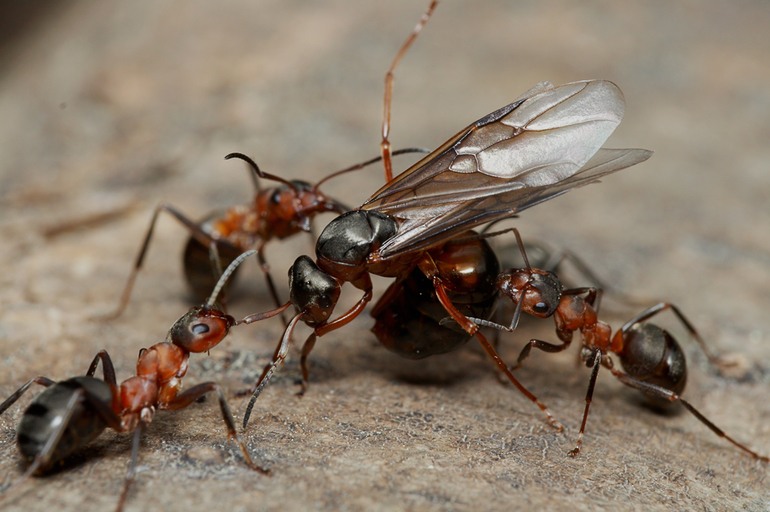 Разделение обязанностей в муравьиной семье
