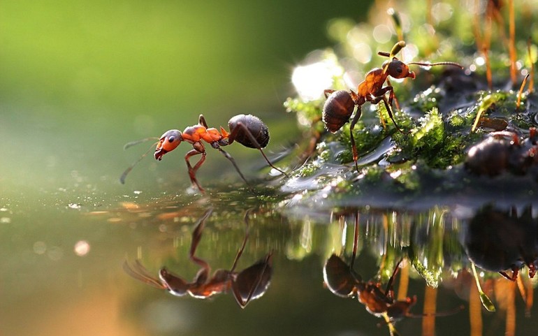 Какие существуют муравьи