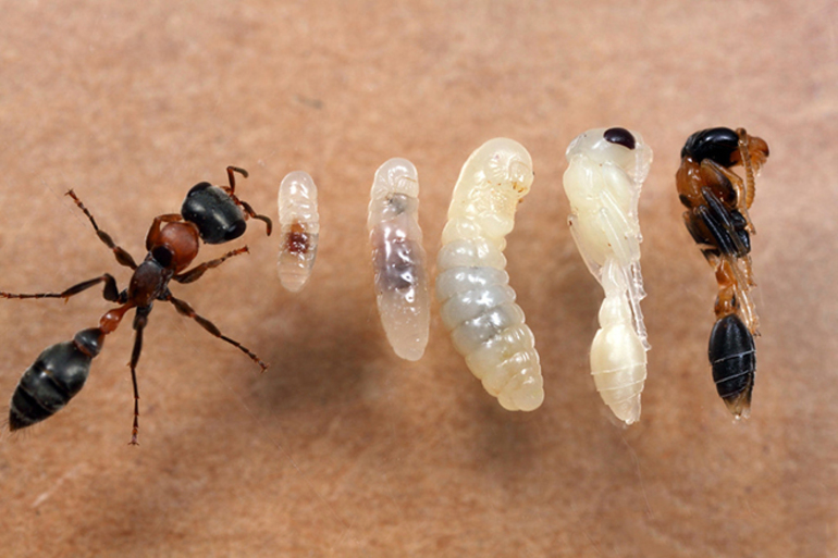 Размножение муравьев