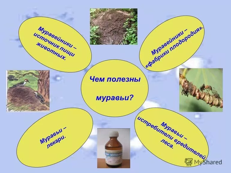 Польза и вред для окружающей среды
