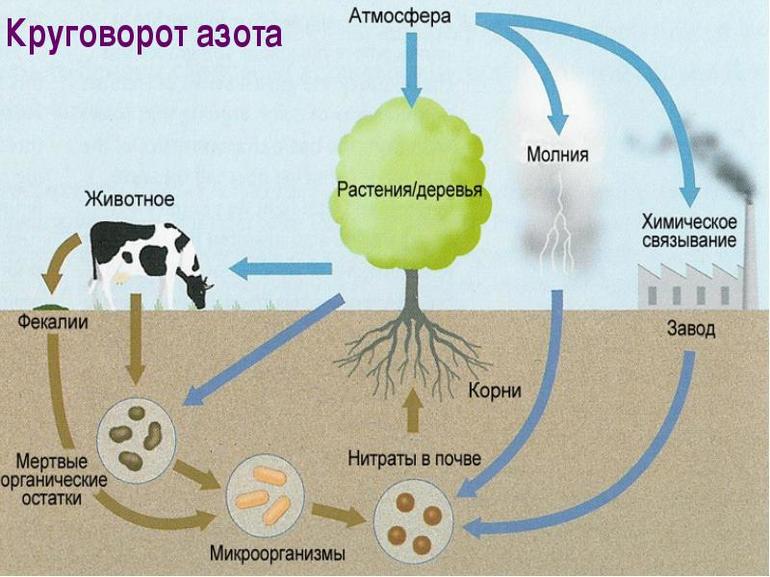 Какие организмы принимают участие в круговороте азота