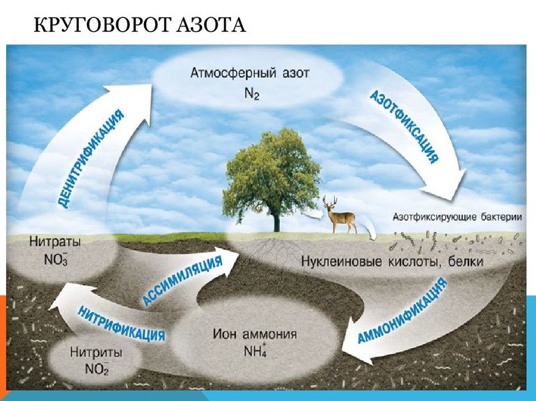 Роль азота в природе 
