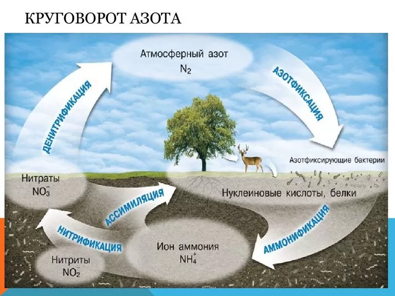 Роль азота в природе