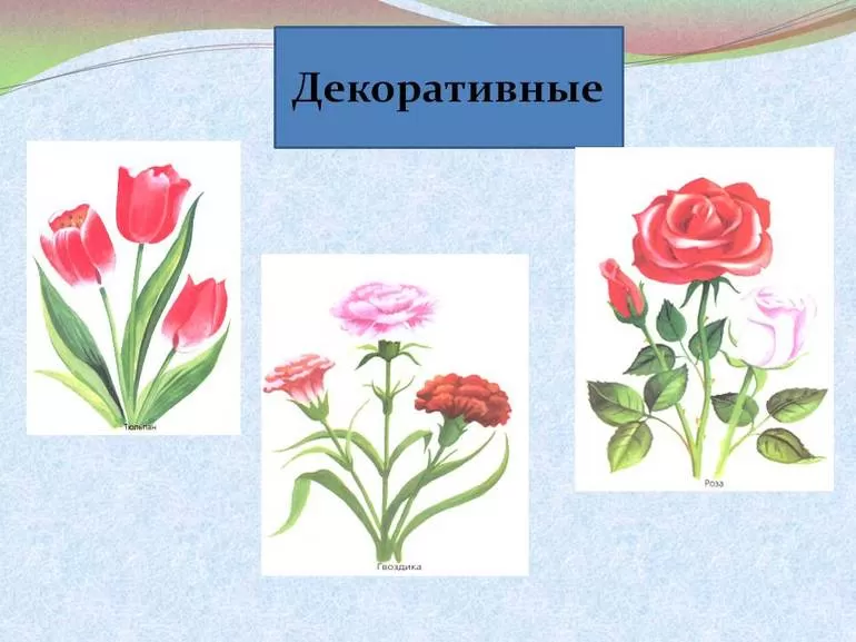 Виды культурных растений