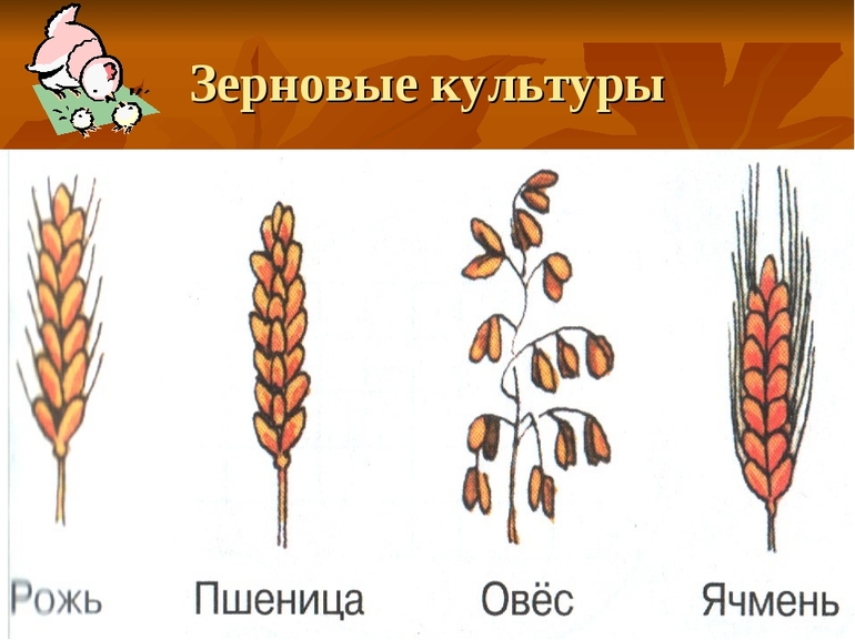 Зерновые и хлебные злаки
