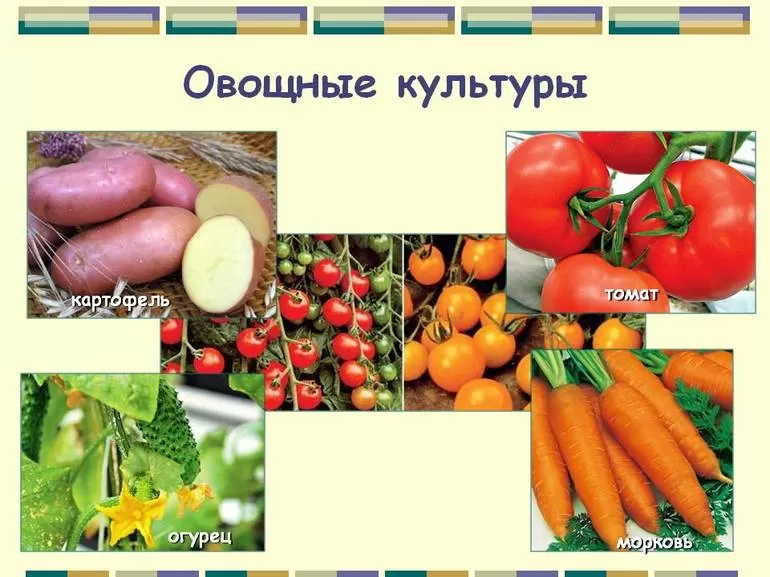 Овощные растения