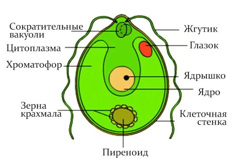 Особенности строения и размножения простейшего микроорганизма