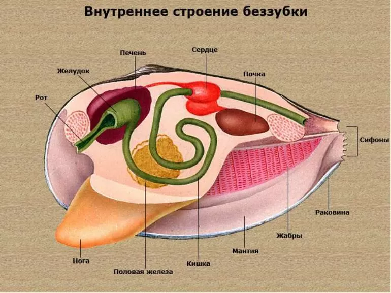 Виды моллюсков