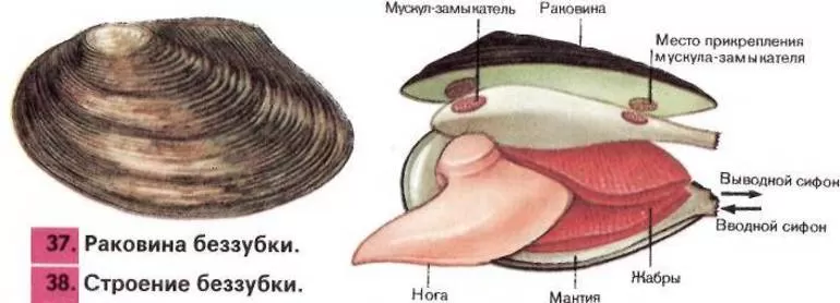 Нервное и кровяное снабжение