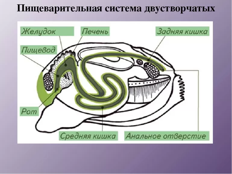 Половые органы моллюсков
