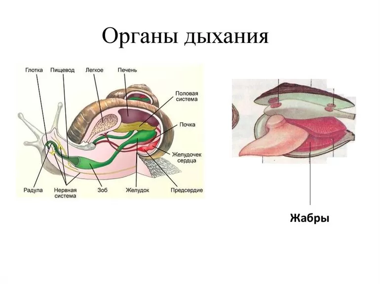 Дыхательные органы моллюсков